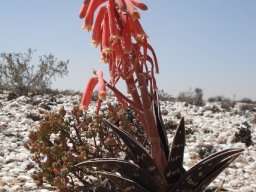 Gonialoe variegata in white pebble land